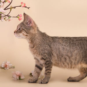 Vatrushka(Ватрушка), кошки и котята Pixiebob (пиксибоб)