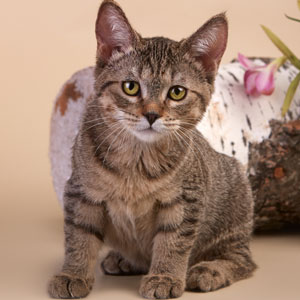 Vafer(Вафля), кошки и котята Pixiebob (пиксибоб)