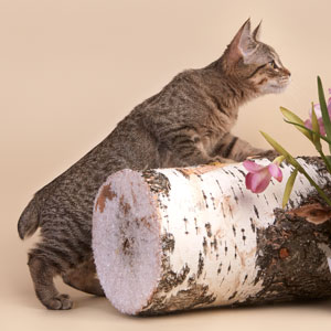 Vafer(Вафля), кошки и котята Pixiebob (пиксибоб)