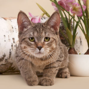 Vafer(Вафля), кошки и котята Pixiebob (пиксибоб)
