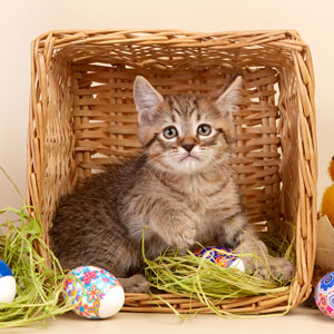 Lucky(Счастливчик), кошки и котята Pixiebob (пиксибоб)
