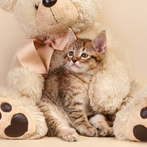 Lucky(Счастливчик), кошки и котята Pixiebob (пиксибоб)