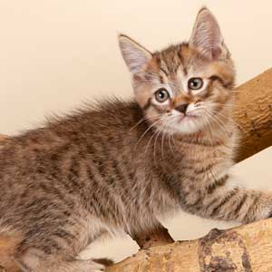 Lucky(Счастливчик), кошки и котята Pixiebob (пиксибоб)