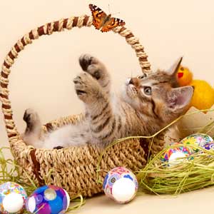 Lucky(Счастливчик), кошки и котята Pixiebob (пиксибоб)