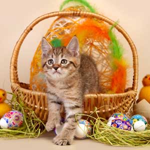 Lucky(Счастливчик), кошки и котята Pixiebob (пиксибоб)