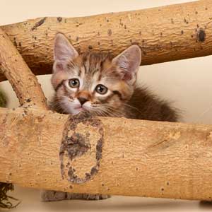 Lucky(Счастливчик), кошки и котята Pixiebob (пиксибоб)
