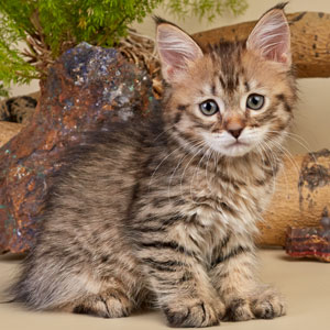 Xenia(Ксения), кошки и котята Pixiebob (пиксибоб)