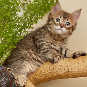 Xenia(Ксения), кошки и котята Pixiebob (пиксибоб)