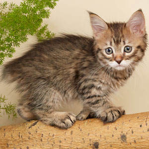 Xenia(Ксения), кошки и котята Pixiebob (пиксибоб)