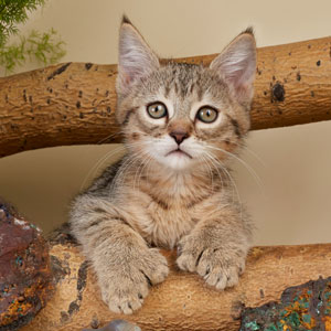 Helena(Елена), кошки и котята Pixiebob (пиксибоб)