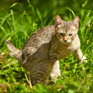 Helena(Елена), кошки и котята Pixiebob (пиксибоб)