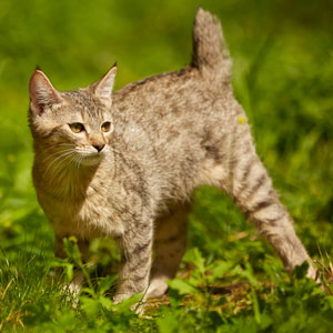 Helena(Елена), кошки и котята Pixiebob (пиксибоб)