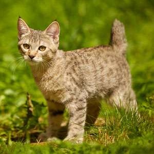 Helena(Елена), кошки и котята Pixiebob (пиксибоб)