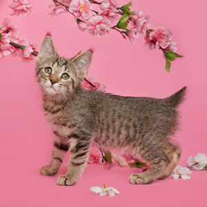 Niki(Ники), кошки и котята Pixiebob (пиксибоб)