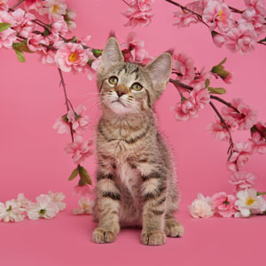 Niki(Ники), кошки и котята Pixiebob (пиксибоб)