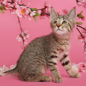 Niki(Ники), кошки и котята Pixiebob (пиксибоб)
