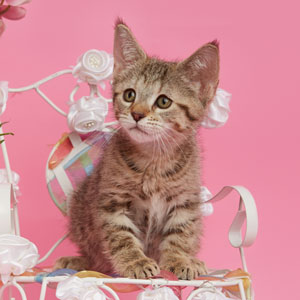 Nyascha(Няша), кошки и котята Pixiebob (пиксибоб)