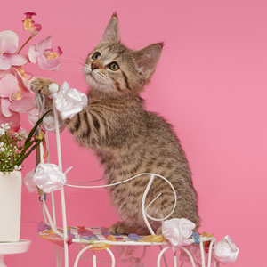 Nyascha(Няша), кошки и котята Pixiebob (пиксибоб)