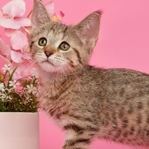Nyascha(Няша), кошки и котята Pixiebob (пиксибоб)