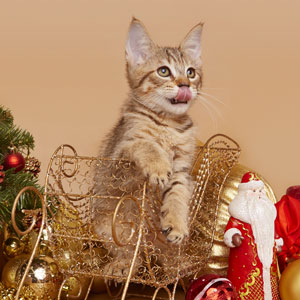 Dobrynya(Добрыня), кошки и котята Pixiebob (пиксибоб)