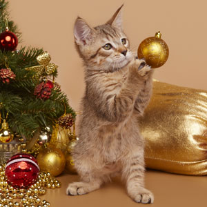 Dobrynya(Добрыня), кошки и котята Pixiebob (пиксибоб)