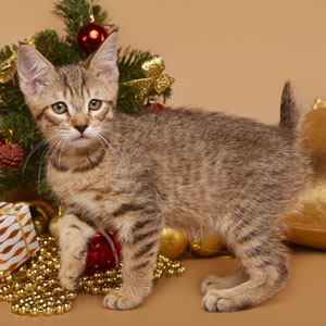 Dobrynya(Добрыня), кошки и котята Pixiebob (пиксибоб)