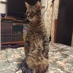 Potap(Потап), кошки и котята Pixiebob (пиксибоб)