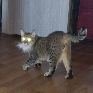 Potap(Потап), кошки и котята Pixiebob (пиксибоб)