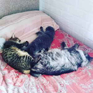 Potap(Потап), кошки и котята Pixiebob (пиксибоб)