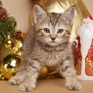 Frant(Франт), кошки и котята Pixiebob (пиксибоб)