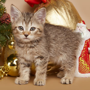 Frant(Франт), кошки и котята Pixiebob (пиксибоб)