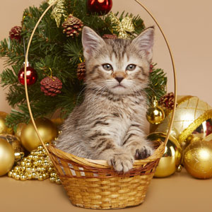 Frant(Франт), кошки и котята Pixiebob (пиксибоб)