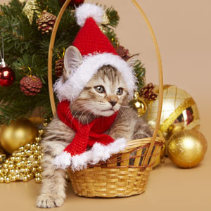 Frant(Франт), кошки и котята Pixiebob (пиксибоб)