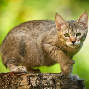 Xena(Зена), кошки и котята Pixiebob (пиксибоб)