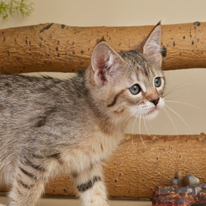 Xena(Зена), кошки и котята Pixiebob (пиксибоб)