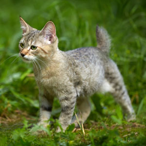 Xena(Зена), кошки и котята Pixiebob (пиксибоб)