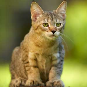 Xena(Зена), кошки и котята Pixiebob (пиксибоб)
