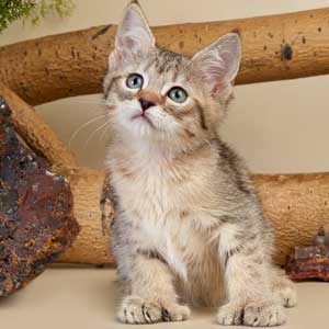 Xena(Зена), кошки и котята Pixiebob (пиксибоб)