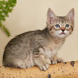 Xena(Зена), кошки и котята Pixiebob (пиксибоб)