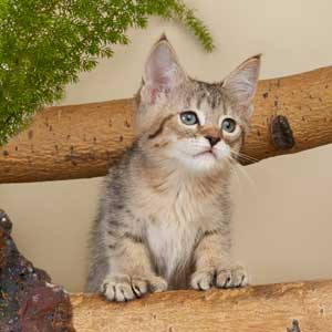 Xena(Зена), кошки и котята Pixiebob (пиксибоб)
