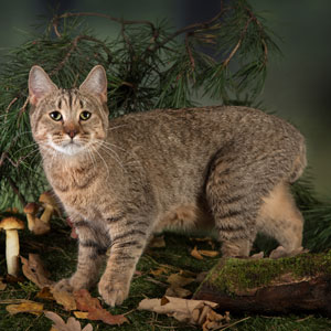 Elmira(Эльмира), кошки и котята Pixiebob (пиксибоб)