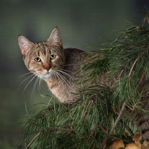 Elmira(Эльмира), кошки и котята Pixiebob (пиксибоб)