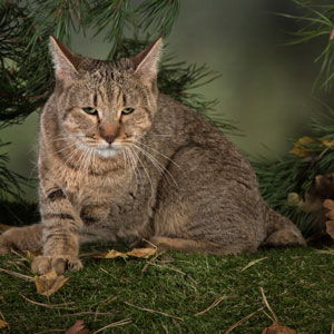 Elmira(Эльмира), кошки и котята Pixiebob (пиксибоб)