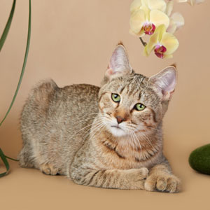 Elmira(Эльмира), кошки и котята Pixiebob (пиксибоб)