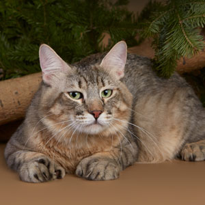 Kohinor(Кохинор), кошки и котята Pixiebob (пиксибоб)