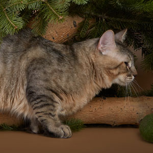 Kohinor(Кохинор), кошки и котята Pixiebob (пиксибоб)