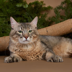 Kohinor(Кохинор), кошки и котята Pixiebob (пиксибоб)