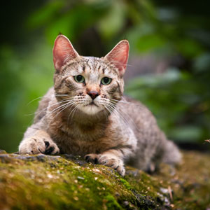 , кошки и котята Pixiebob (пиксибоб)