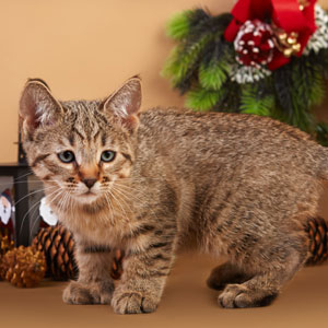, кошки и котята Pixiebob (пиксибоб)