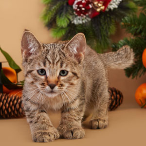, кошки и котята Pixiebob (пиксибоб)